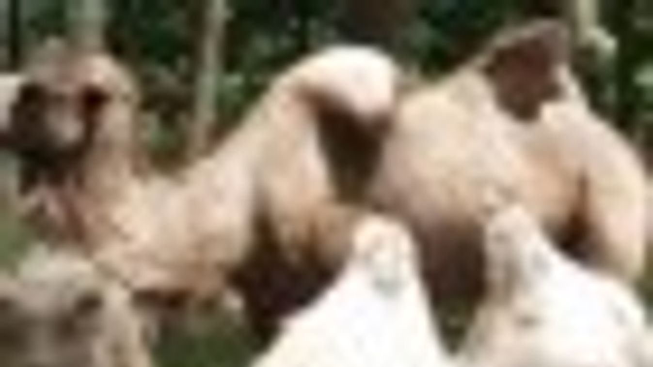 Kata teve a Szegedi Vadaspark egyik új kedvence