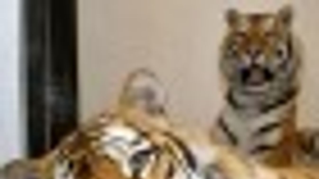 Átkeresztelték a szibériai tigriseket