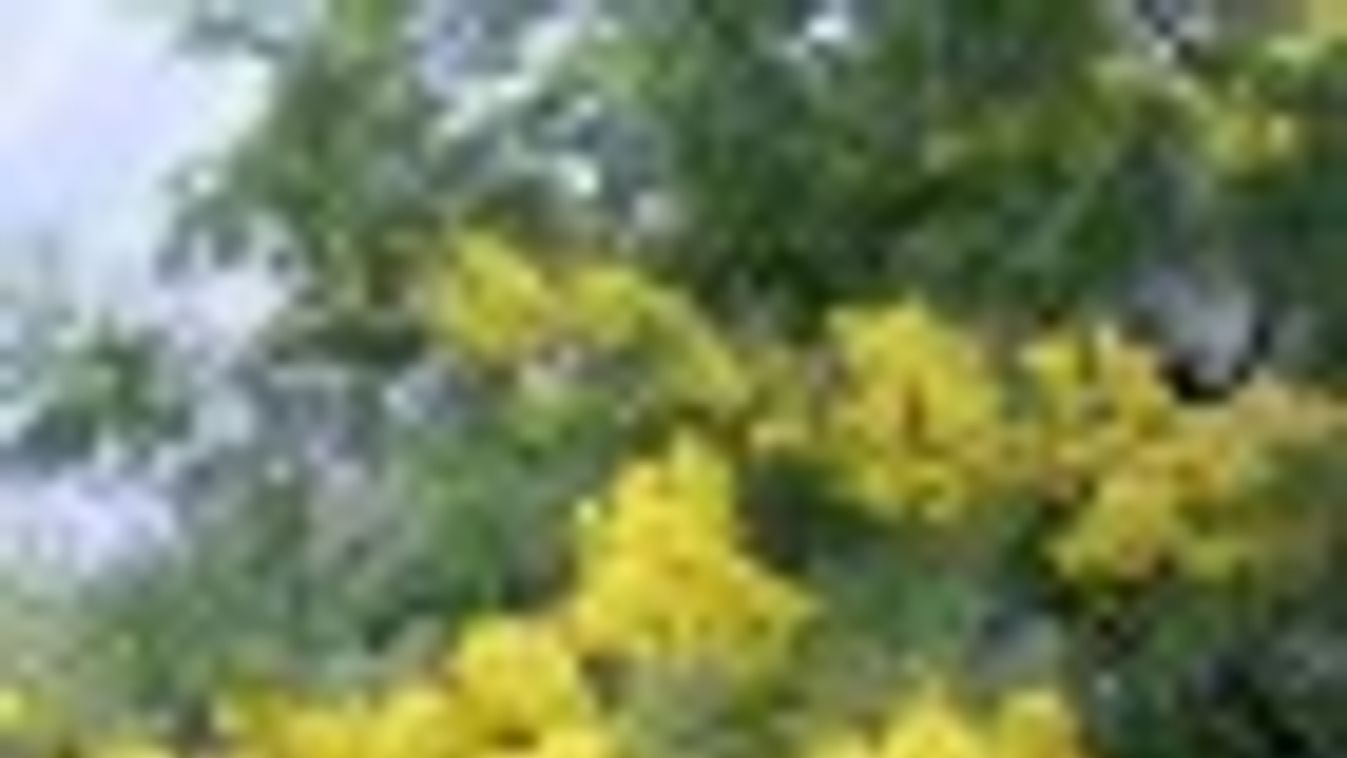 Korábban virágzik a fűvészkerti mimózafa