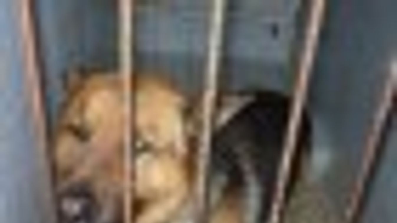 A rendőrség keresi a domaszéki kutya gazdáját + FOTÓ