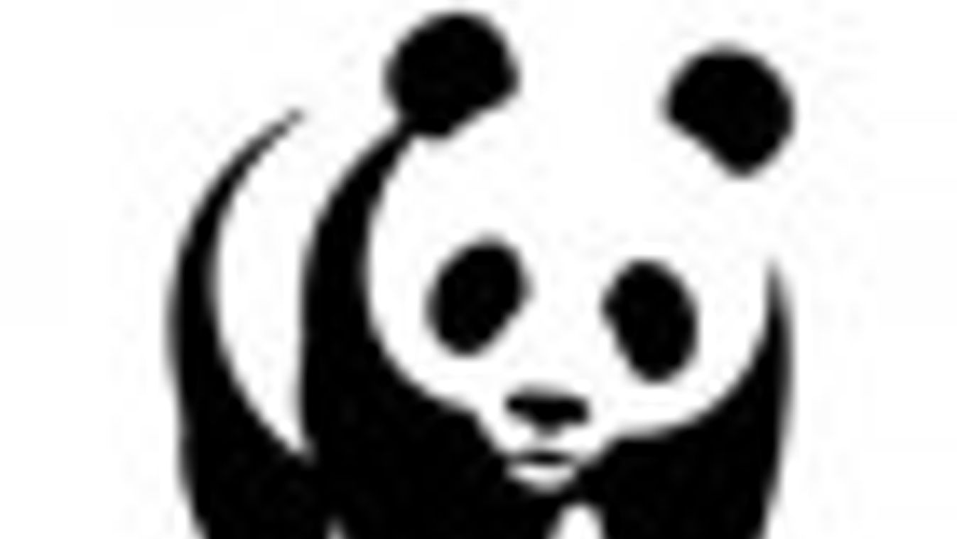 WWF: már hatszázra tehető a magyarországi hódok száma