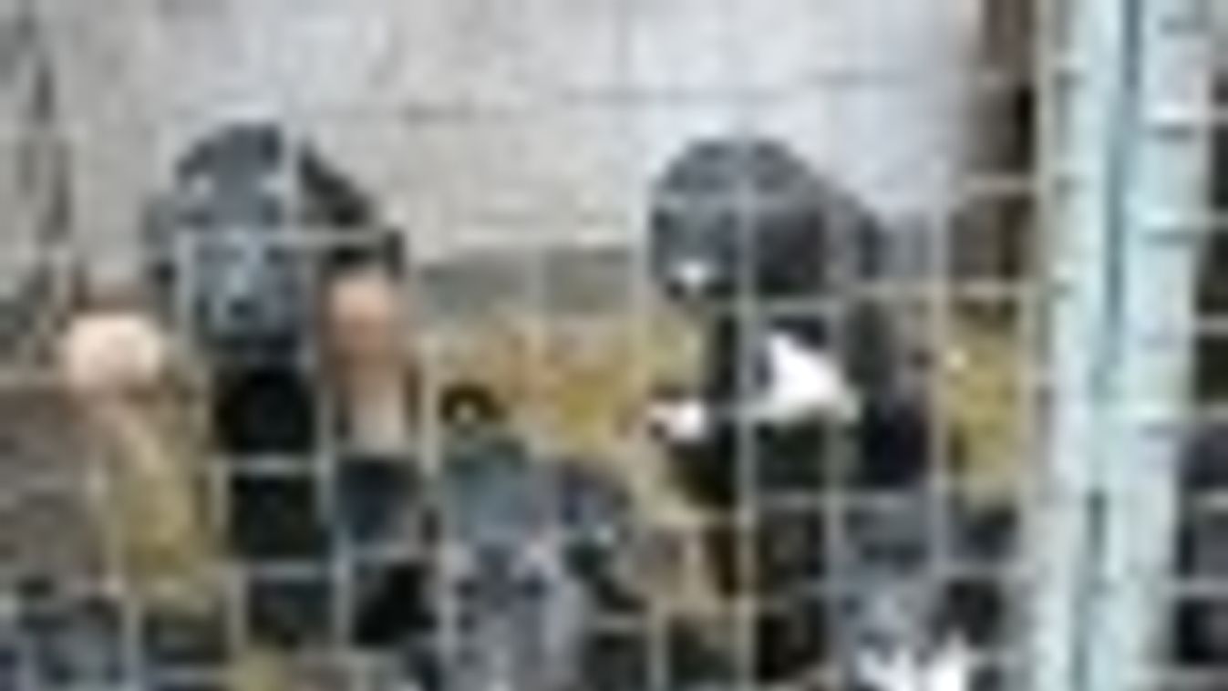 Kölyökkutyák a szegedi Tappancs kapujában - börtönt érhet + FOTÓK