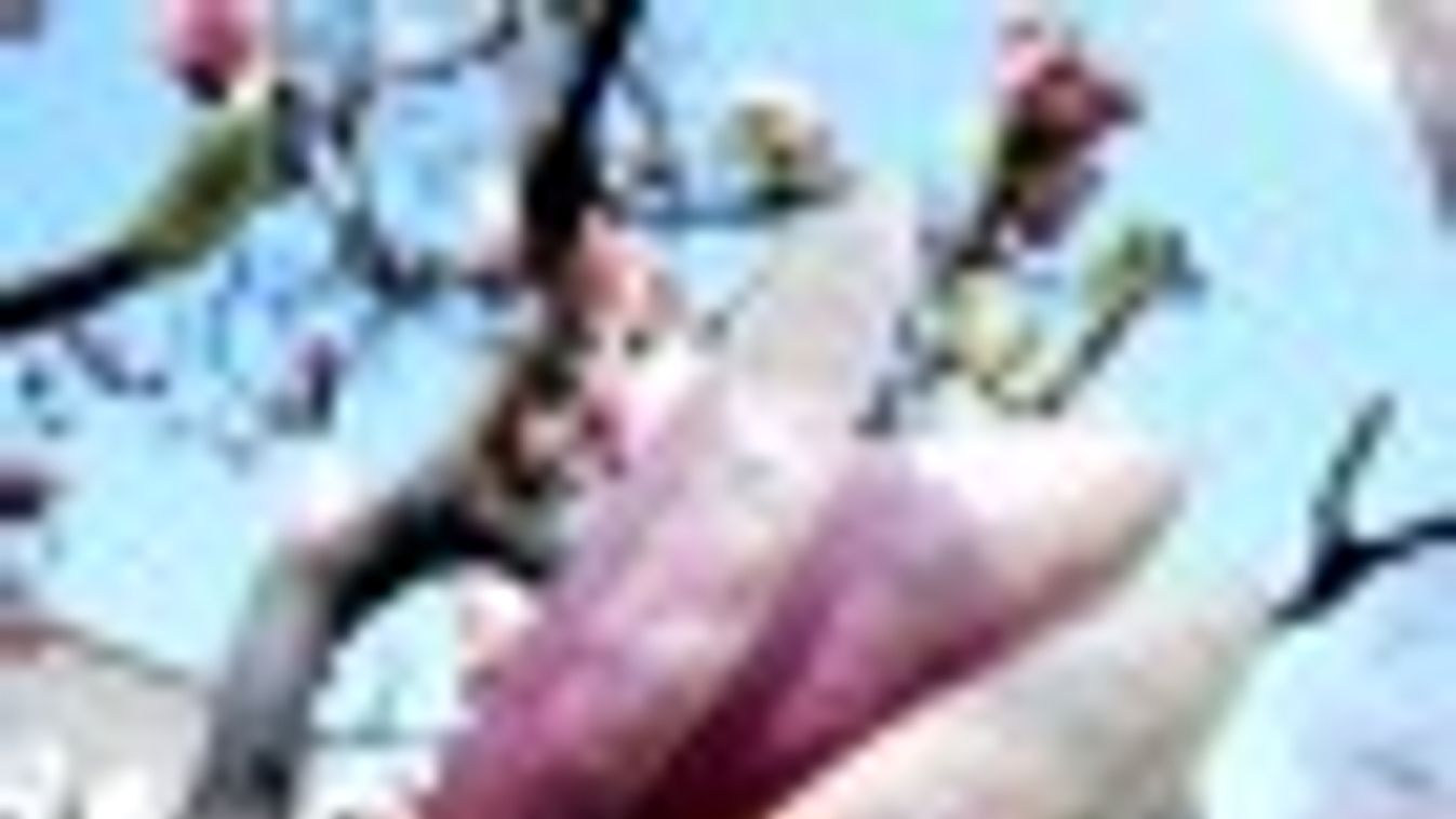 A tavaszt ünneplik a liliomfák is a Széchenyi téren + FOTÓK