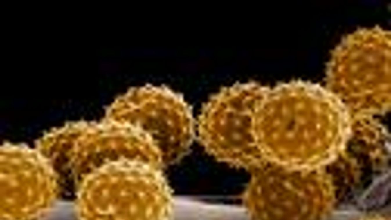 Szegeden közepes szintű a pollenkoncentráció