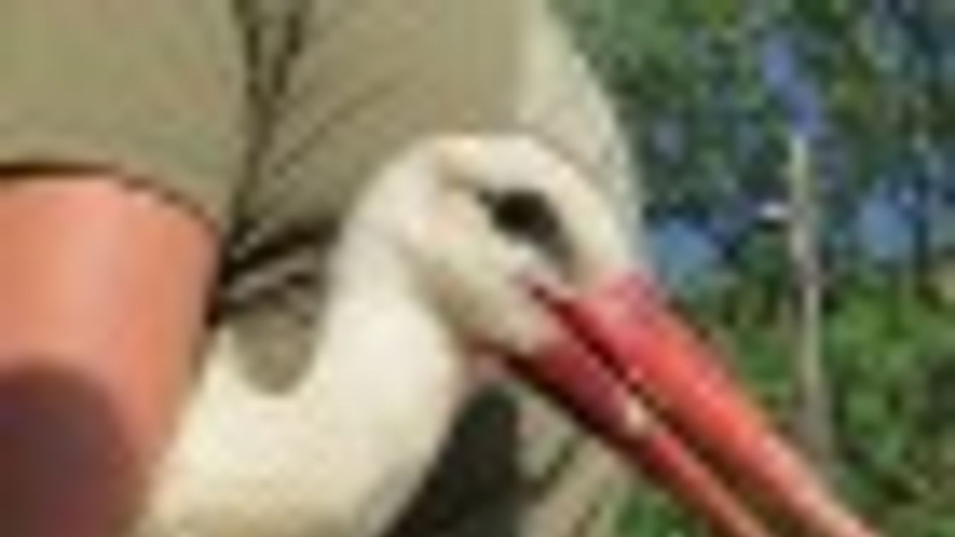 Szegeden gyógyított fehér gólyát engedtek szabadon + FOTÓK, VIDEÓ