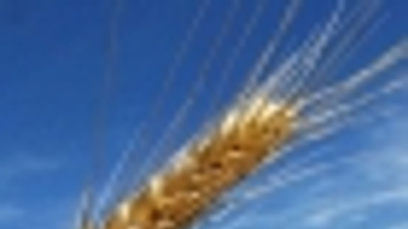 Génmódosított kukoricát tárcsáztak ki a keleti határszélen