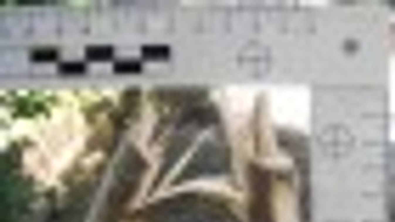 Fákat törtek ki kitörő jókedvükben Makón