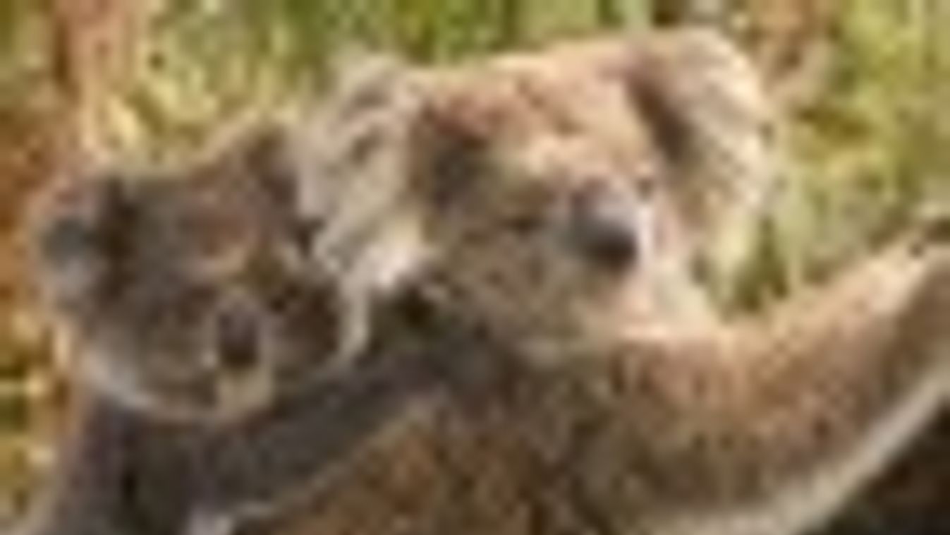 A felmelegedés miatt kihalhatnak a koalák Ausztráliában