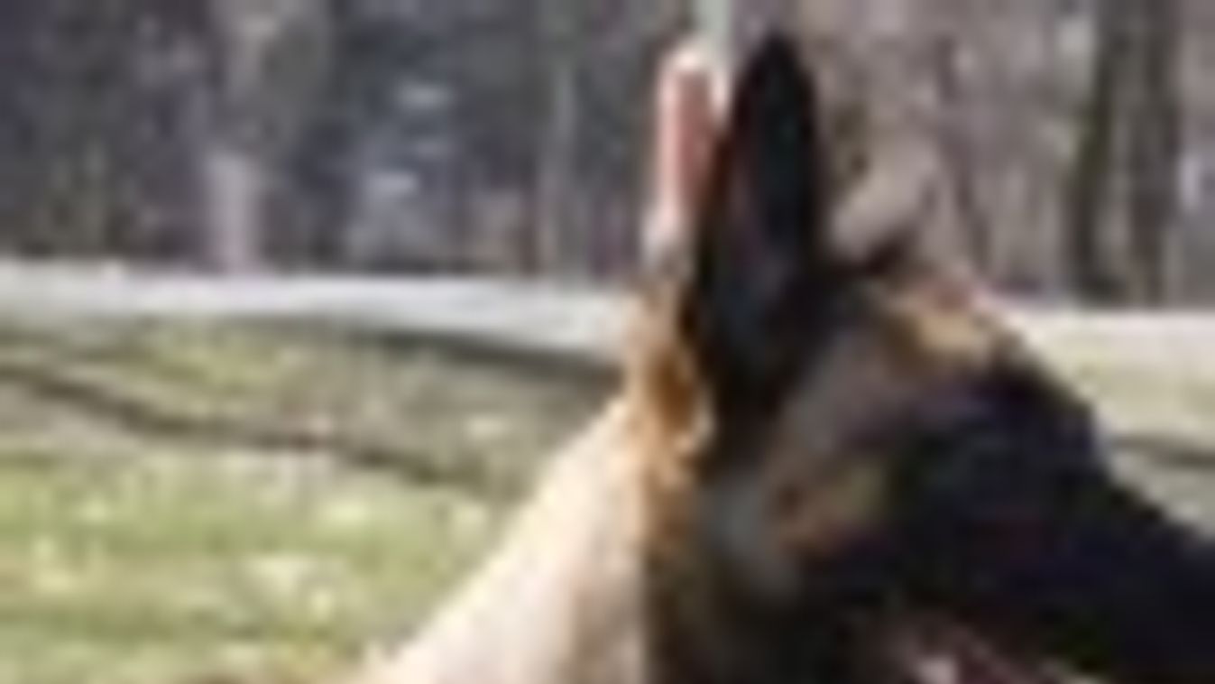 Kutyavásárt hirdet a rendőrség