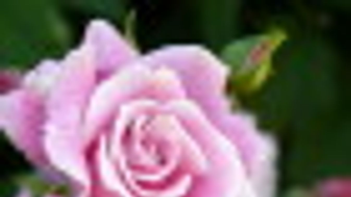 Nyílnak a szegedi füvészkert rózsái