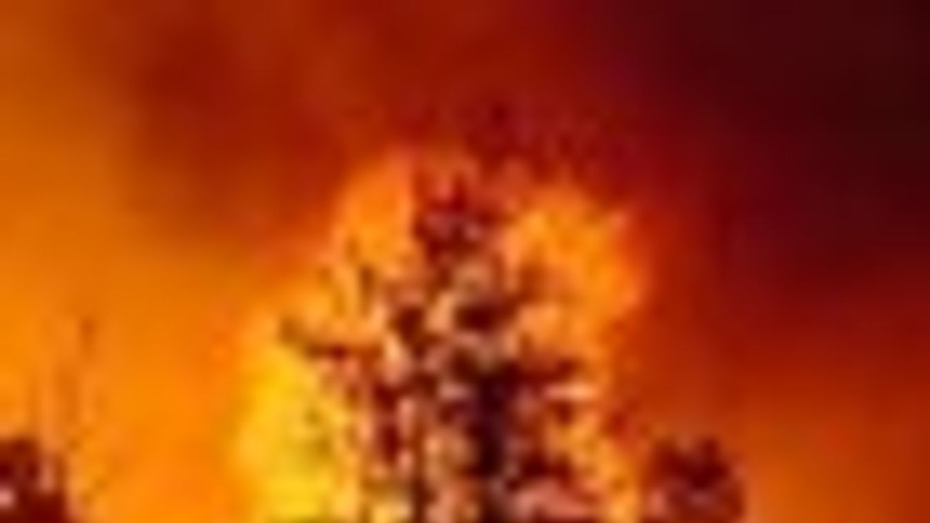 Nébih: több millió négyzetméter erdőt pusztított tűz júliusban