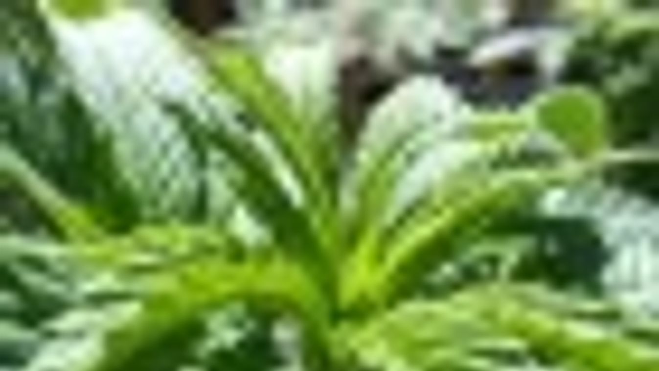 Kannabisz nyomára bukkantak a Shakespeare kertjében talált 400 éves pipákban