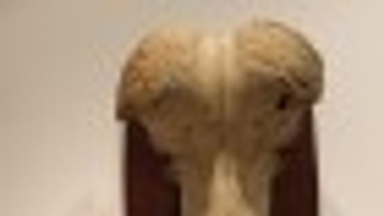 Az angol beteg bivalykoponyája a szegedi múzeumban