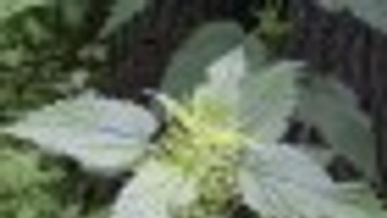 Magas koncentrációban jön a parlagfű pollenje Csongrád megyében