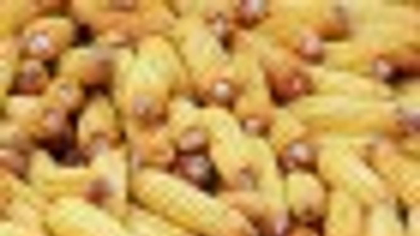 Fazekas: hatmillió tonna kukoricatermés várható