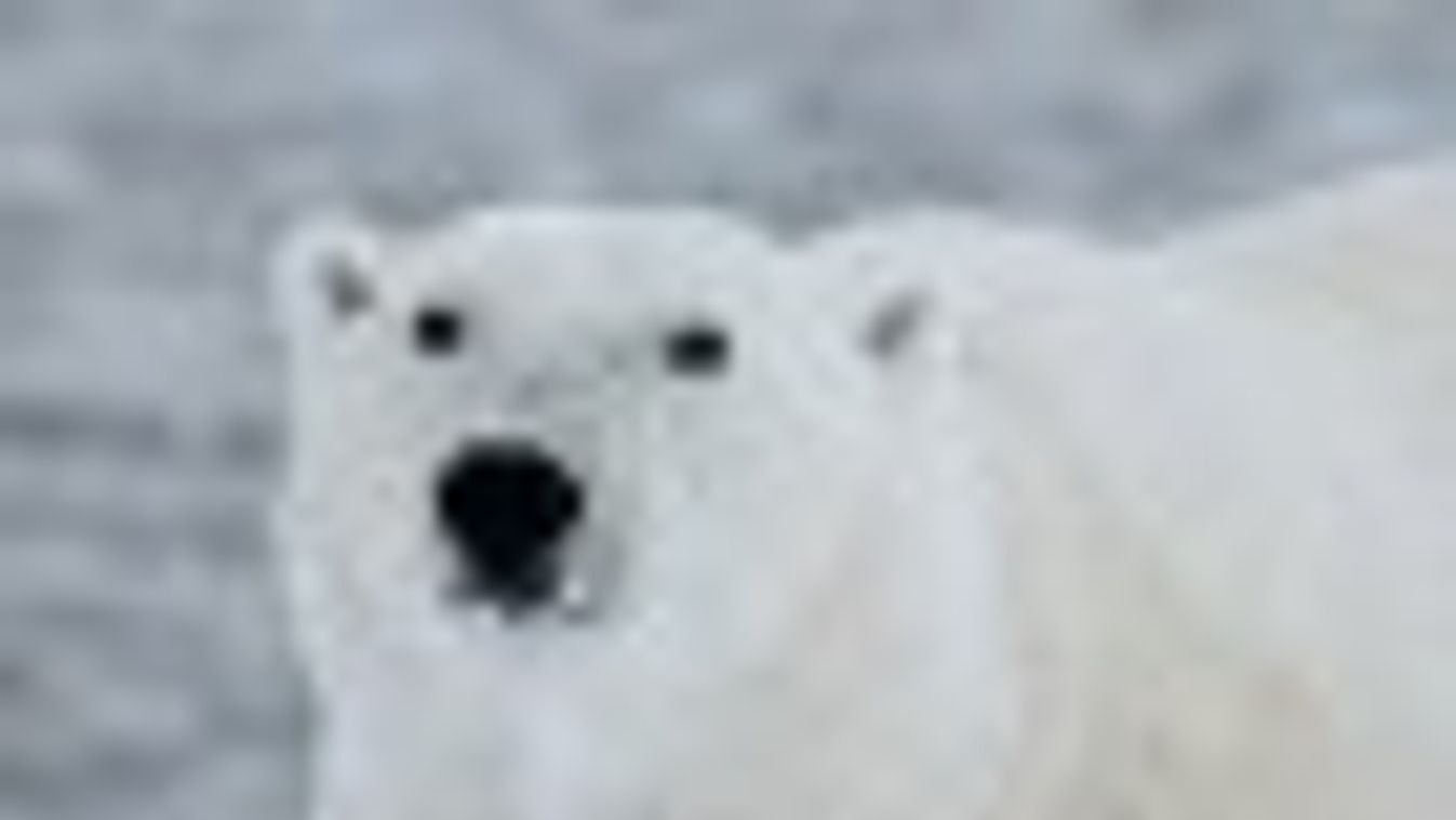 Jegesmedvék kerítettek be orosz tudósokat az Északi-sarkon