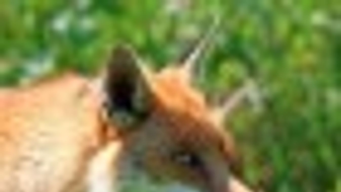 Nébih: kezdődik a vadon élő rókák őszi, veszettség elleni immunizálása