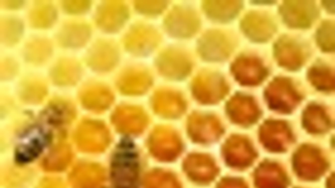 Hamisított kínai méz miatt a magyar méhészek uniós vizsgálatot akarnak