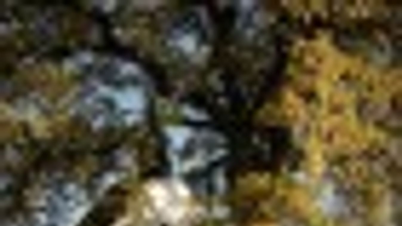 A bátaszéki molyhos tölgy lehet az idei év legszebb európai fája