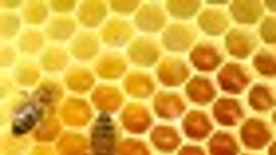 Erdős Norbert: Siker az EU-ba importált hamisított méz elleni küzdelemben