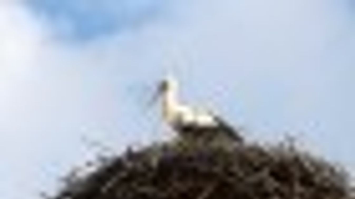 Csongrád megyébe is megérkeztek az első fehér gólyák + FOTÓK