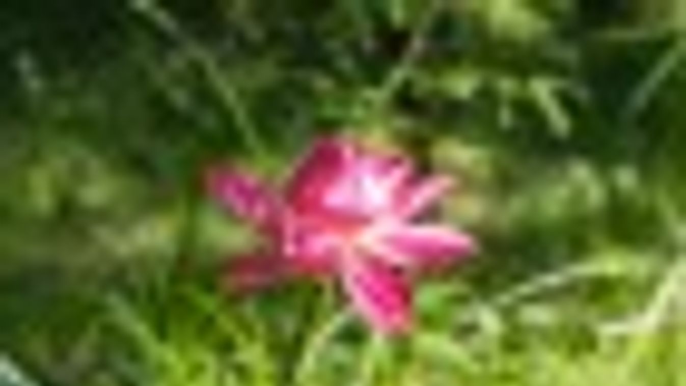Szirmait bontogatja a szegedi füvészkert legnépszerűbb virága + FOTÓK