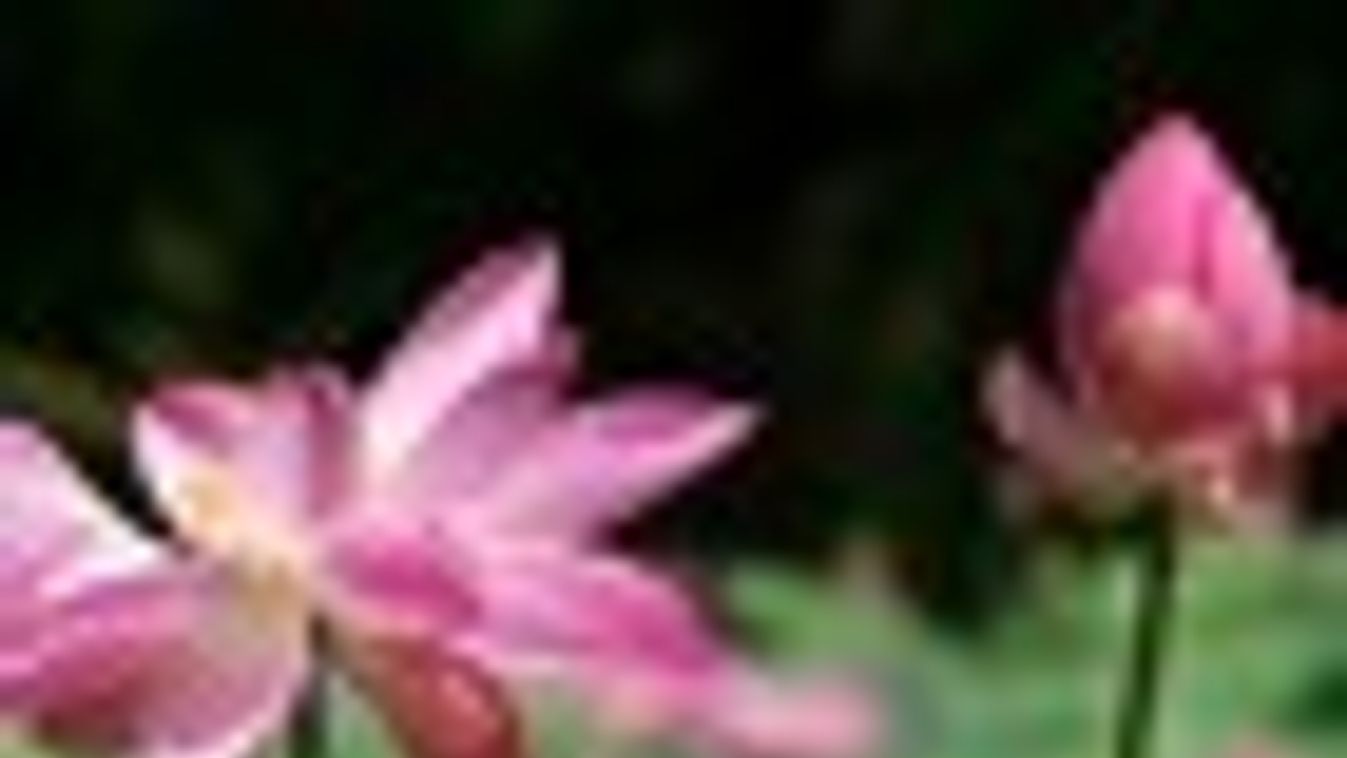 Virágzik az indiai lótusz a szegedi füvészkertben