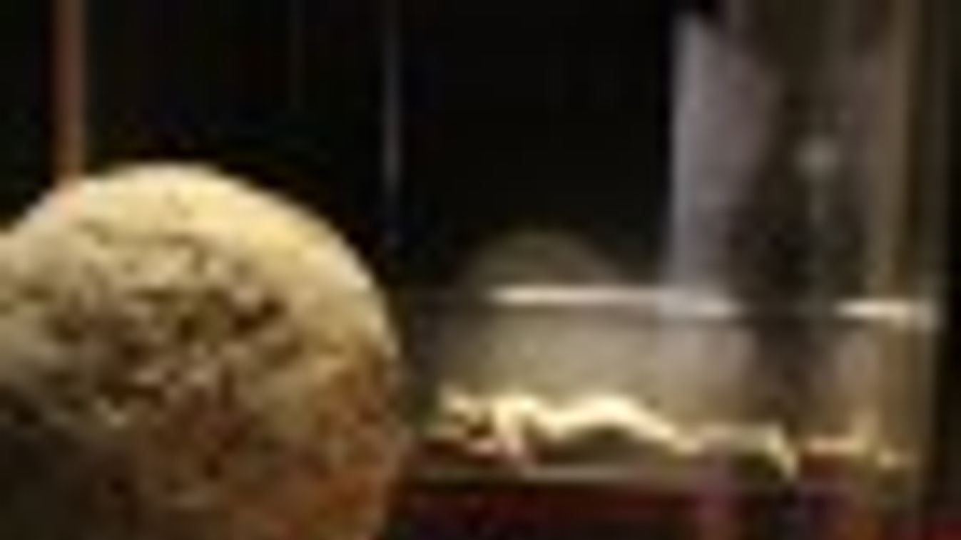 Visszatért a szegedi Pompeji-kiállítás