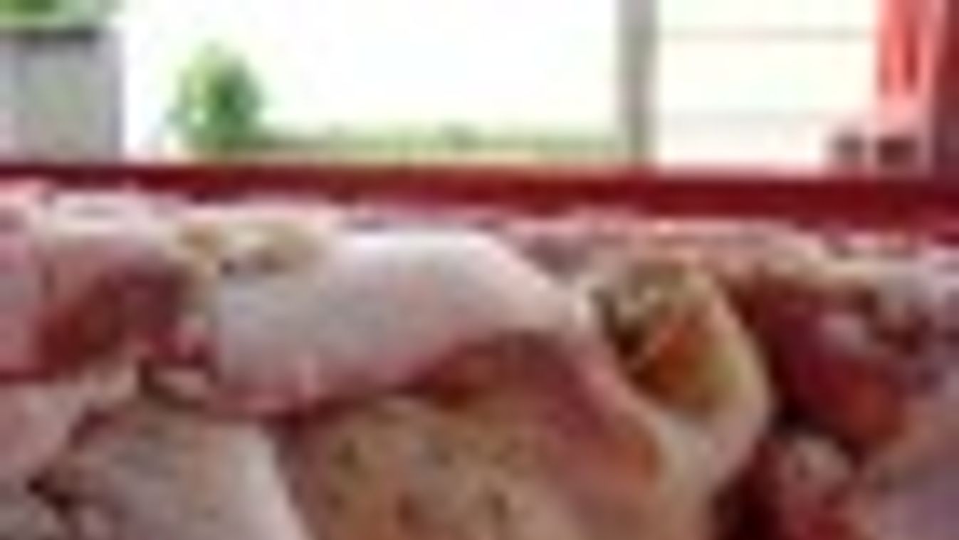Csaknem 9 tonna fagyasztott hústerméket foglalt le a NÉBIH + VIDEÓ