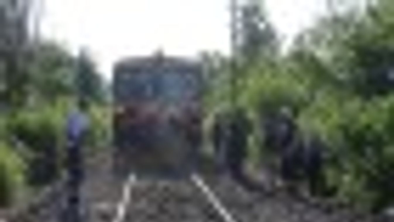 Hét tehenet gázolt el egy vonat Csongrád közelében