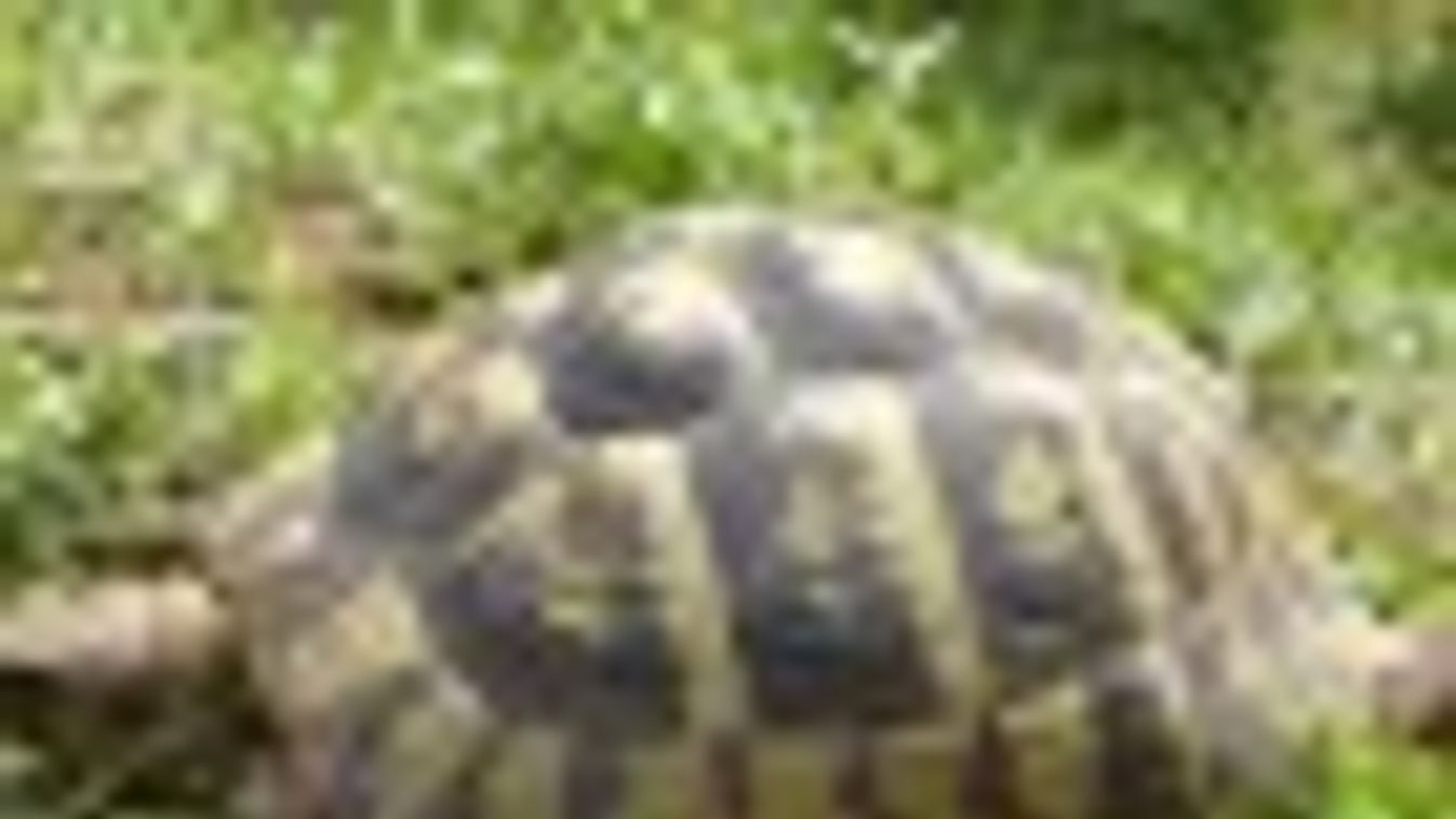 Görög teknősöket találtak a pénzügyőrök Röszkénél