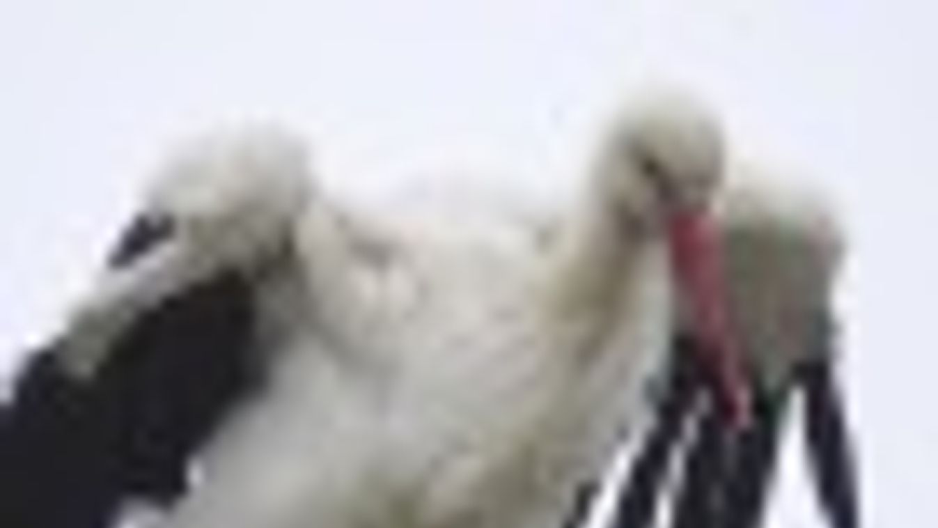 Akciót indított fehér gólyák megmentésére a Madárkórház Alapítvány