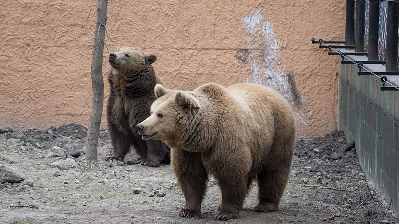 Ismét emberre támadt egy medve Székelyföldön