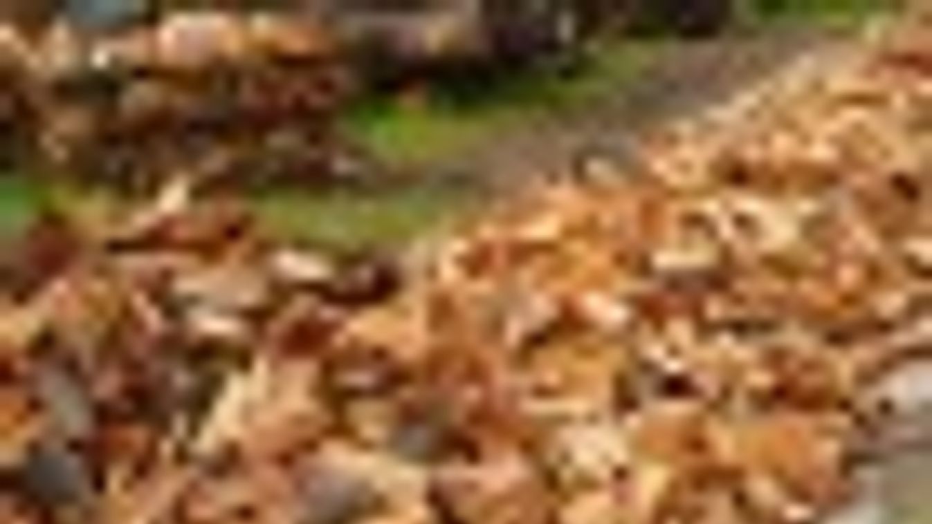Az online tűzifa értékesítés veszélyeire figyelmeztet a Nébih