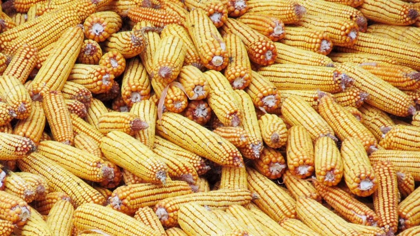 Czerván: a tavalyinál várhatóan kevesebb kukorica terem az idén
