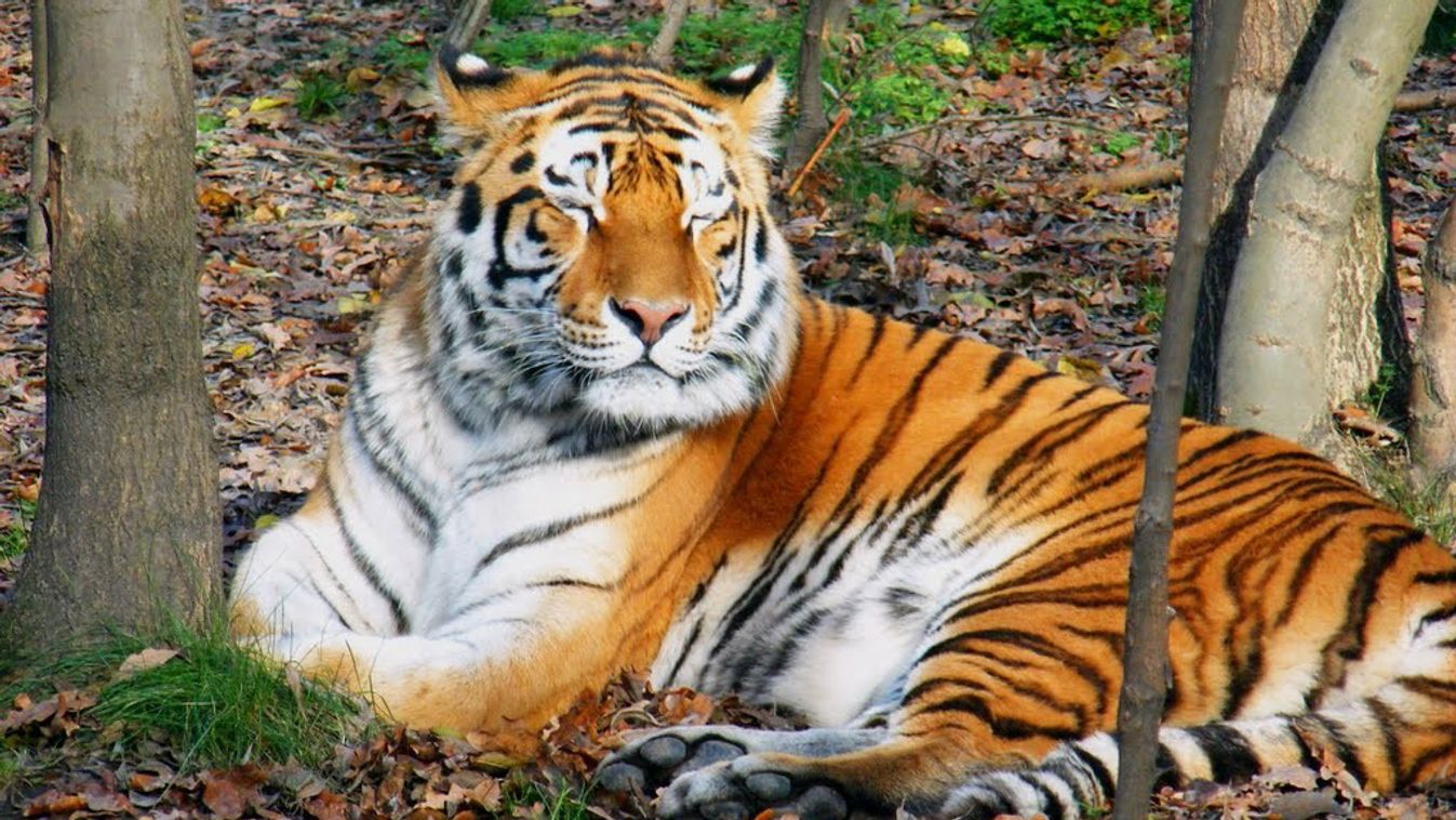 Most műtik Igort, a Szegedi Vadaspark szibériai tigrisét!
