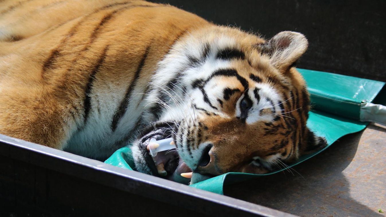 Igor, a szibériai tigris 3 hónapig lábadozik a műtét után