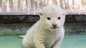 Bébiboom várható idén a Vadasparkban