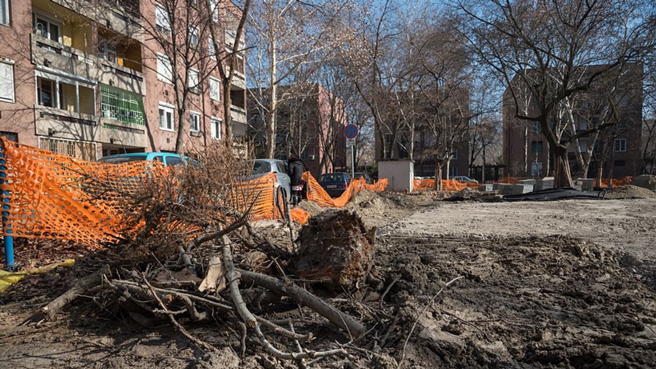 Zöld Város Projekt szegedi módra: kétszáz fát kivágtak a parkolóhelyekért