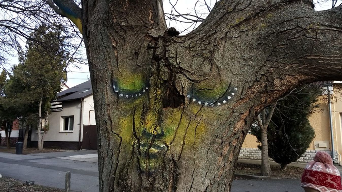 Titokzatos művész festi a fákat Szegeden