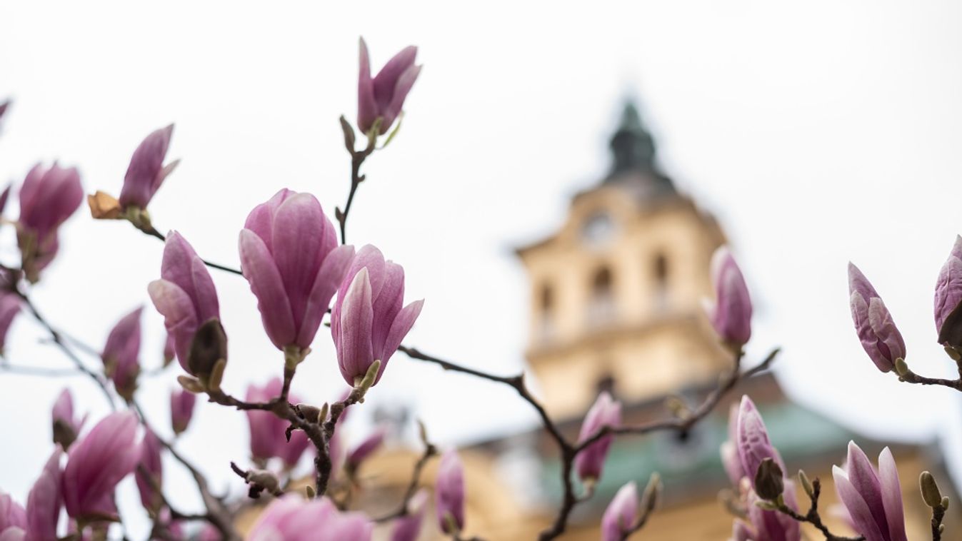 Hamarabb virágzik a magnólia idén a Széchenyi téren