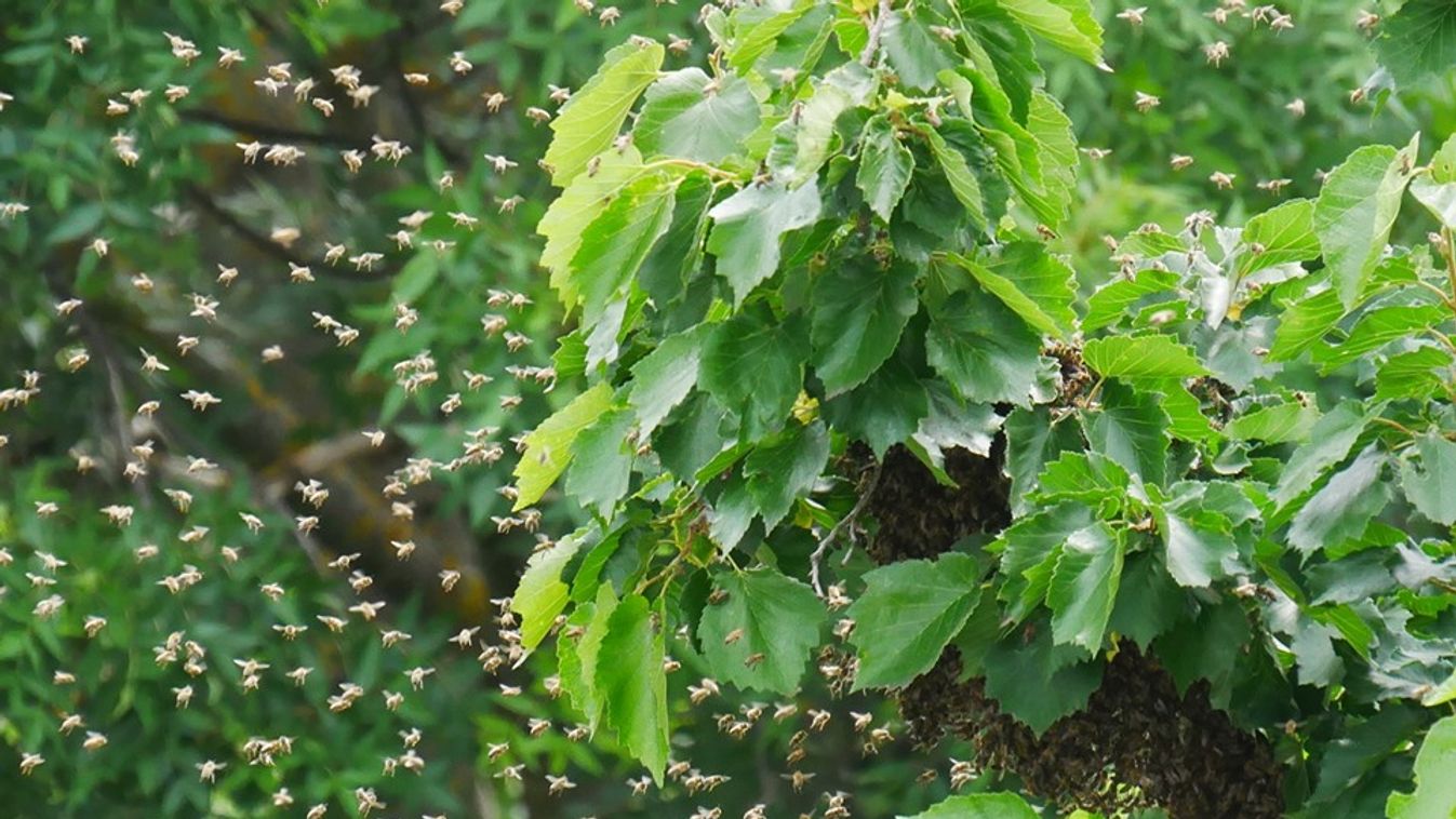 Méhek rajzottak a Csongrádi sugárúton