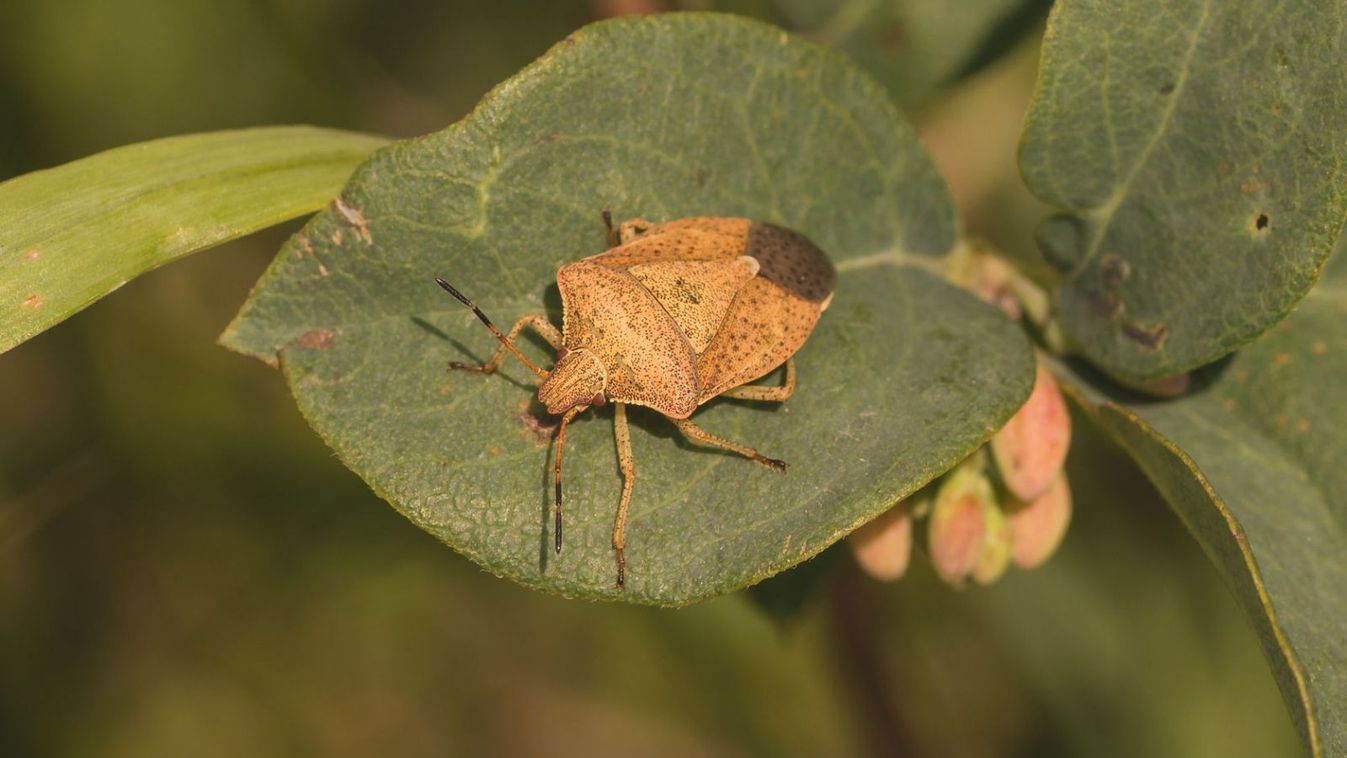 Nyakunkon a poloskaszezon – egyre többen panaszkodnak a büdös bogarakra