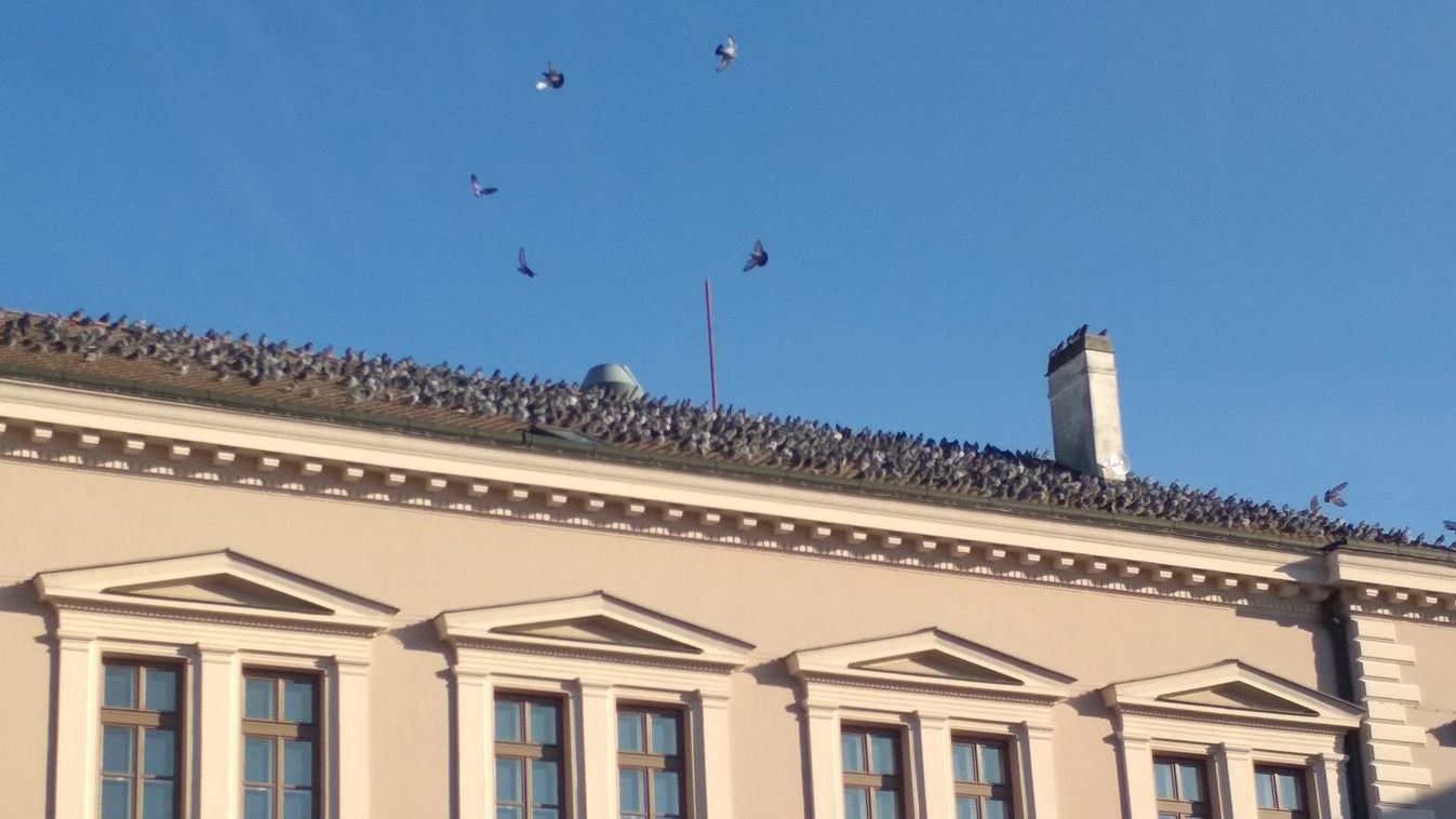 Hitchcock is forgathatna Szegeden – több száz galamb uralja a Virág cukrászda tetejét