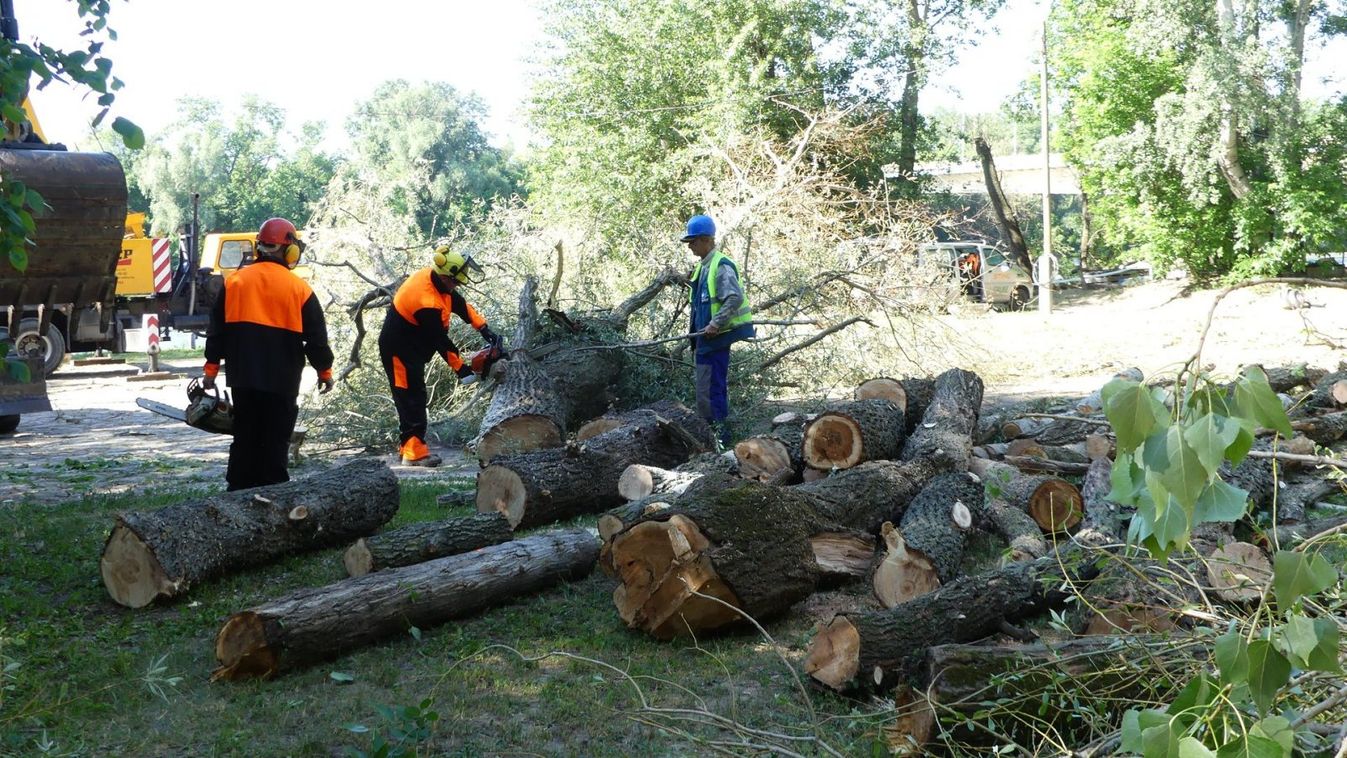 Kivágták a veszélyes Tisza-parti fák egy részét