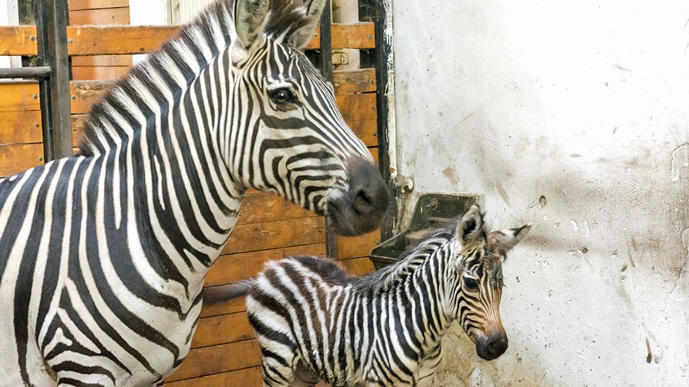 Megszületett az első szegedi zebra