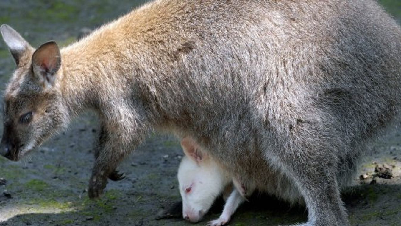 Megszökött két kenguru a Miskolci Állatkertből
