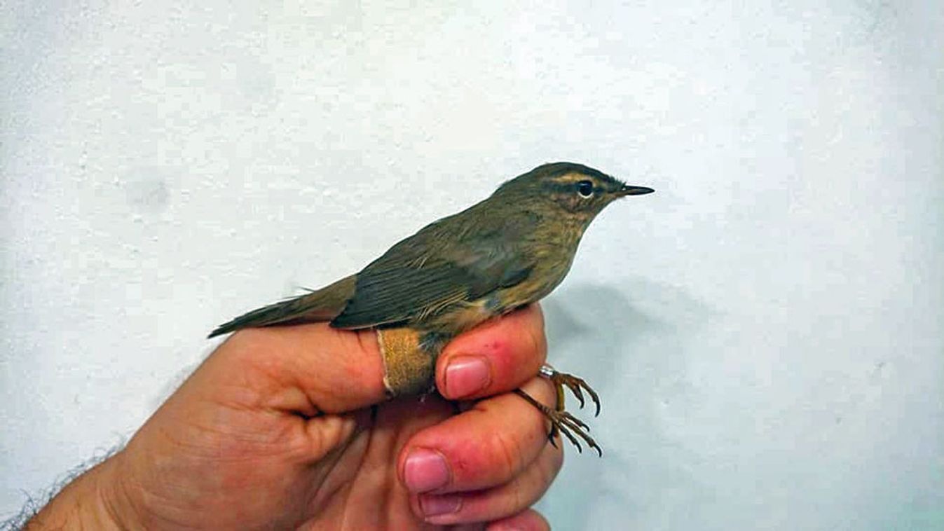 Ismét különleges madarat, barna füzikét gyűrűztek a Dél-Alföldön