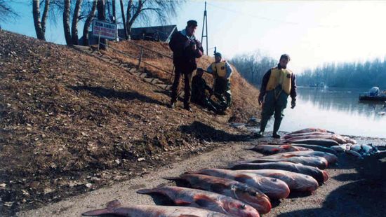 2000 január: megnyílt a fortyogó méregkatlan, katasztrófa a Tiszán