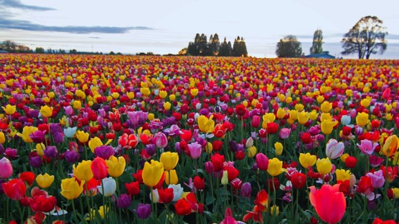 Tulipános kert nyílt Mórahalom határában